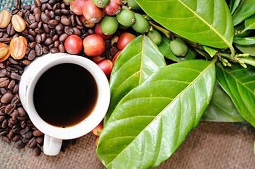 Xuất khẩu cà phê tháng 7 đạt mức giá cao nhất sau 8 tháng