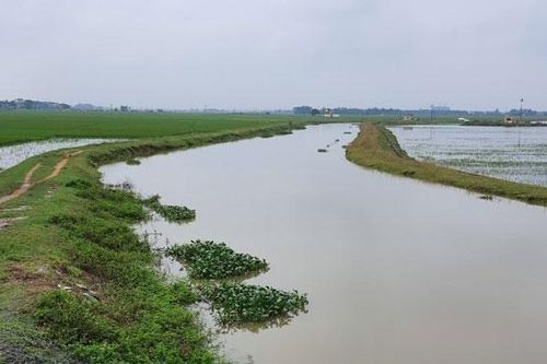 Hà Nội còn 575ha sản xuất nông nghiệp bị úng ngập