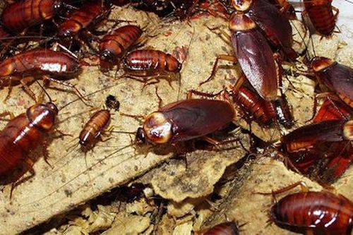 Xay loại lá này với đường đặt nơi gián hay ra vào, sau 3 ngày chúng chỉ còn nước 'xách ba lô lên và đi'