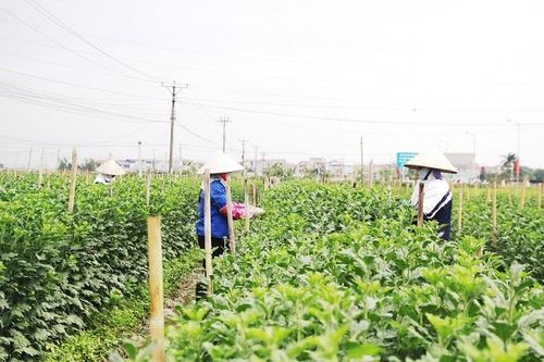 Chuyển đổi hiệu quả đất trồng lúa: Không cho đất 'nghỉ'