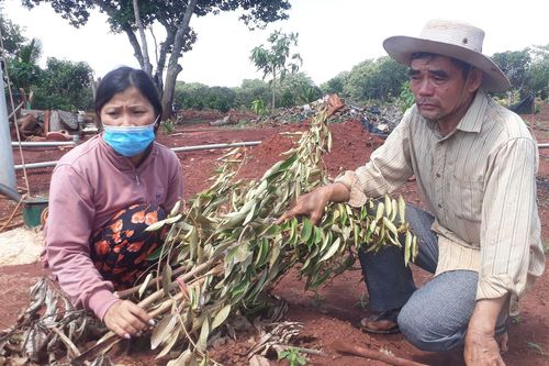Vợ chồng nông dân khóc tức tưởi vì 500 cây ăn quả bị chặt phá ngang gốc