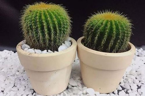 Vật phẩm không được để trên bàn làm việc kẻo sự nghiệp tuột dốc