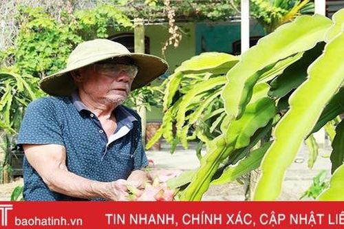Ông lão 70 ở Hà Tĩnh mê 'làm xanh' khu vườn 2.000m2