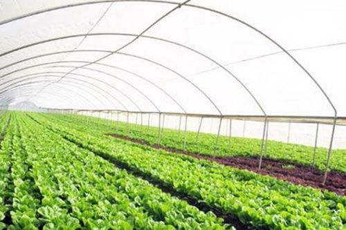 Hơn 840 tỷ đồng thực hiện dự án thực phẩm nông nghiệp an toàn
