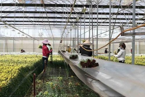 Hoa cúc Đà Lạt khan hiếm trong dịp lễ Rằm tháng Bảy