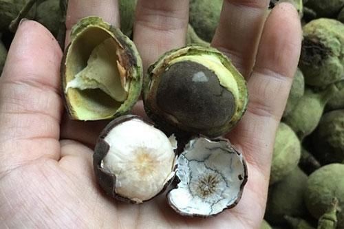Quả rừng Sơn La hoang dại thơm, ngọt, béo, bùi giống phô mai tươi