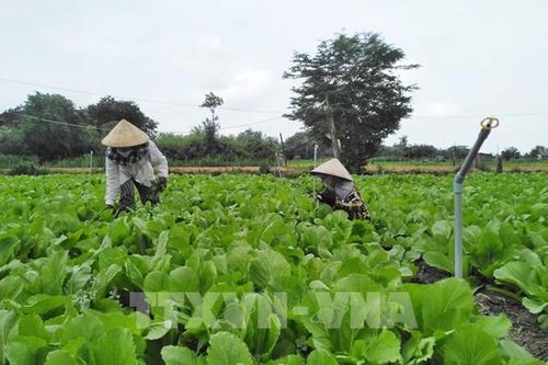 Hơn 840 tỷ đồng thực hiện dự án thực phẩm nông nghiệp an toàn