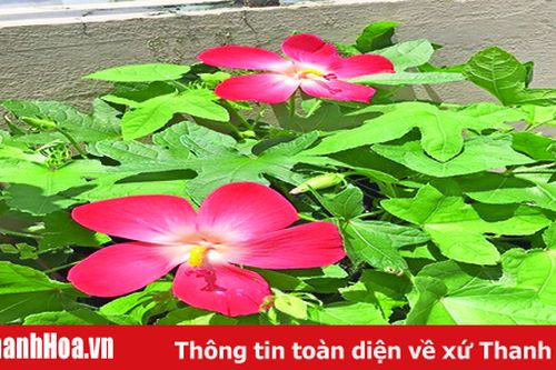 Sâm Báo – Đại Việt đệ nhất danh Sâm