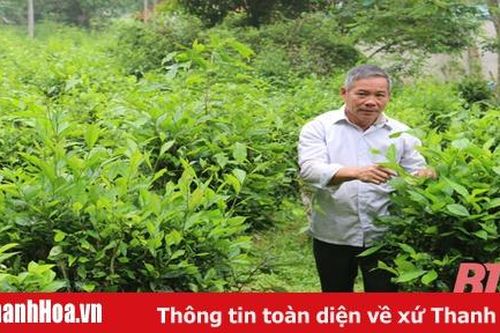 'Bóng cả' miền sơn cước