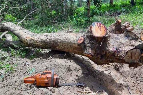 Gia Lai: Ngăn chặn tình trạng xâm hại tài nguyên rừng
