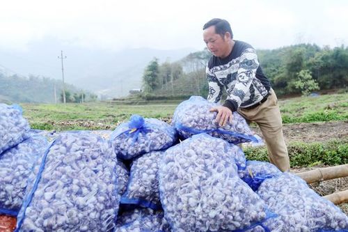 Bát Xát nỗ lực tăng thu nhập cho người dân