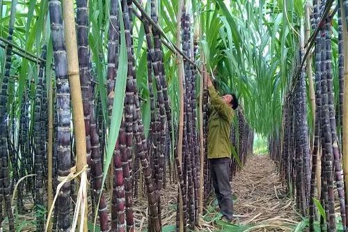 Mía Thanh Hóa, Hòa Bình 'sống khỏe' nhờ phân bón Văn Điển