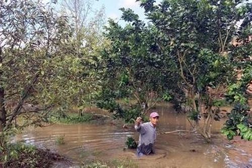 Nhà vườn 'khóc ròng' vì vỡ đê bao