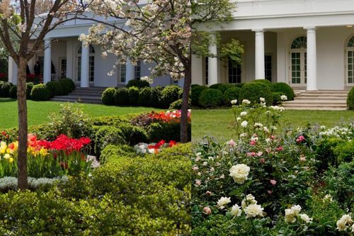 Không nhận ra vườn hồng Nhà Trắng sau khi được bà Trump cải tạo