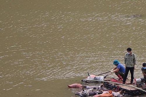 Phát hiện nhiều xác lợn và nội tạng thối rữa trôi dạt trong lòng hồ thủy điện ở Lào Cai