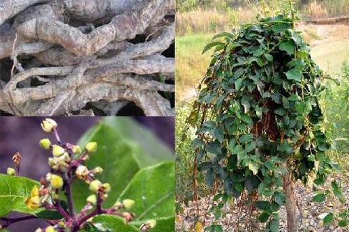 Hà thủ ô bổ can thận, dưỡng huyết