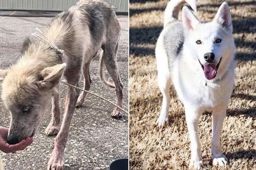 Từng bị chủ bỏ đói để trả thù, chú chó husky đã 'biến hình' ngoạn mục khi được chăm sóc