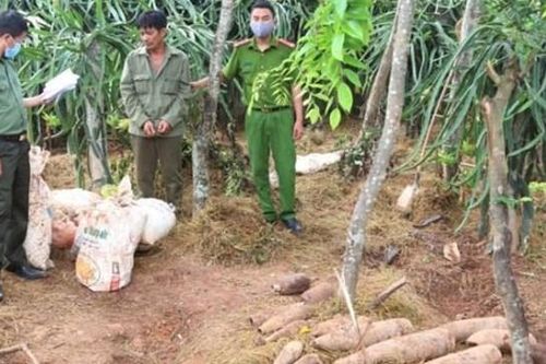 Quảng Bình: Thu giữ gần 500 kg thuốc nổ cùng nhiều đầu đạn