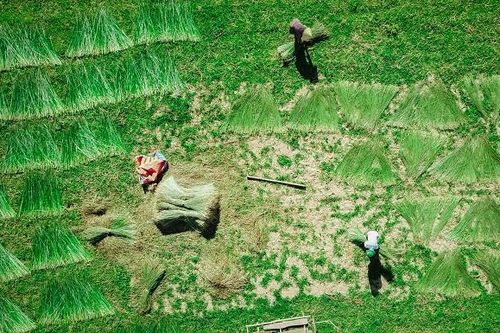Hà Tĩnh: Người dân giữa 'Ốc đảo' Hồng Lam, rộn ràng vào mùa thu hoạch cói