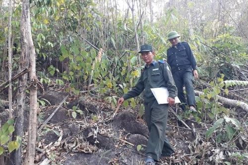 Kon Tum: Doanh nghiệp nợ 9,7 tỷ đồng tiền dịch vụ môi trường rừng