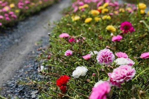 Con đường hoa mười giờ đẹp hút hồn ở Sài Gòn