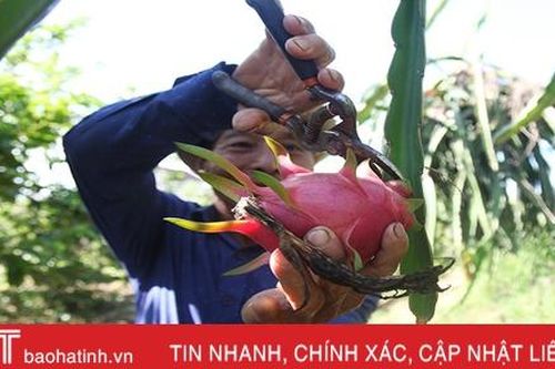 Người thương binh thu nhập hàng trăm triệu đồng nhờ xóa bỏ vườn tạp