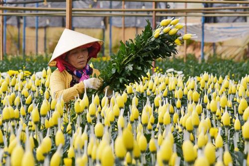 Hoa cúc Đà Lạt tăng giá mạnh