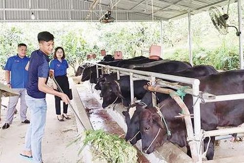 Chàng thanh niên dân tộc Dao làm kinh tế giỏi