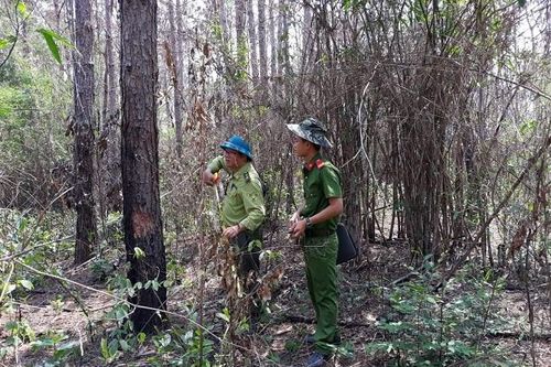 2,2ha rừng thông vừa trồng bị phá sạch