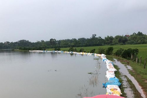 Nước sông Tích lưu thoát chậm, huyện Ba Vì còn 383ha lúa bị ngập úng