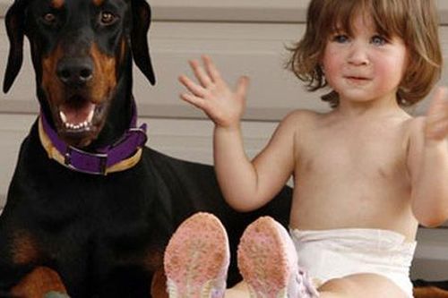 Thấy chú chó mới nuôi hung dữ ném con gái ra xa, người mẹ hoảng sợ tột độ nhưng khi biết sự tình liền mang ơn con vật suốt đời