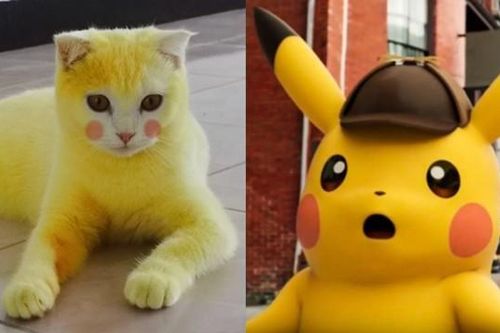 Cố chữa nấm cho mèo, cô chủ khiến em mèo biến thành màu vàng hoe như Pikachu