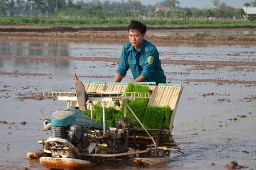 Phú Xuyên đi đầu áp dụng mạ khay, cấy máy