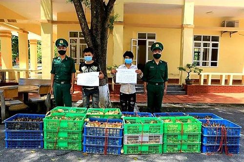 Quảng Ninh: Bắt giữ gần 7.000 con gà giống nhập lậu từ Trung Quốc