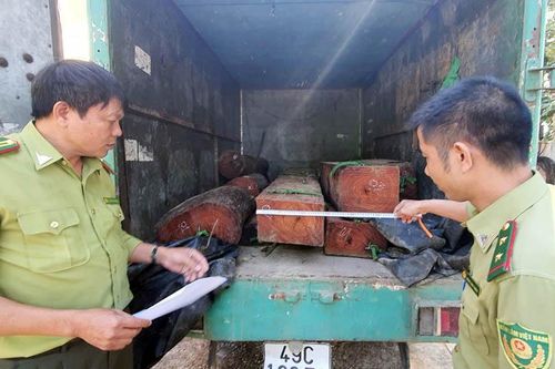 Xử lý nghiêm vụ xe tải chở gỗ lậu tông xe lực lượng kiểm lâm