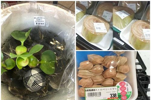 Lá chuối, bèo...ở Việt Nam miễn phí, xuất ngoại giá cao 'ngất ngưởng'