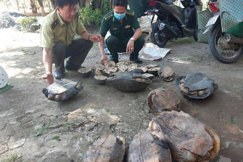 BĐBP Long An bắt vụ vận chuyển 54 cá thể rùa trái phép