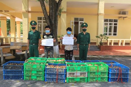Quảng Ninh: Bắt giữ vụ vận chuyển gần 7.000 con gà giống nhập lậu
