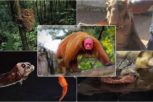 1001 thắc mắc: Hết hồn với những sinh vật kinh dị nhất thế giới