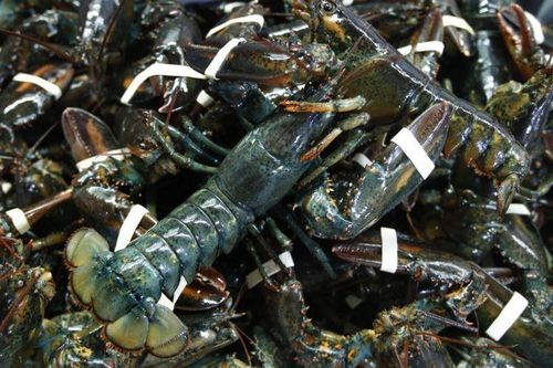Bài phát biểu của ngư dân tôm hùm tại Đại hội đảng Cộng hòa gây tranh cãi
