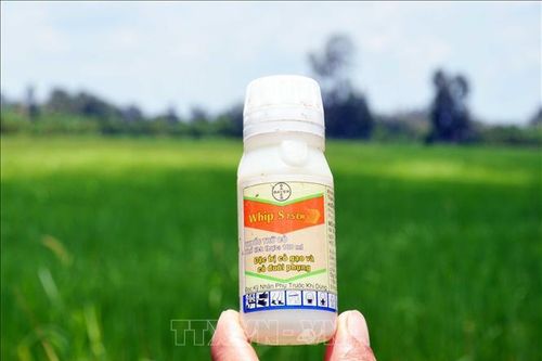 Nhiều diện tích lúa bị chết bất thường tại Cà Mau