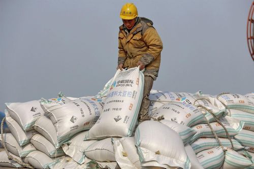 Trung Quốc nhập khẩu đậu tương của Mỹ với số lượng kỉ lục trong năm 2020