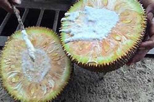 Loại quả thơm ngon bổ dưỡng nhưng nếu bị chín ép sẽ tạo độc tố, gây ảnh hưởng sức khỏe