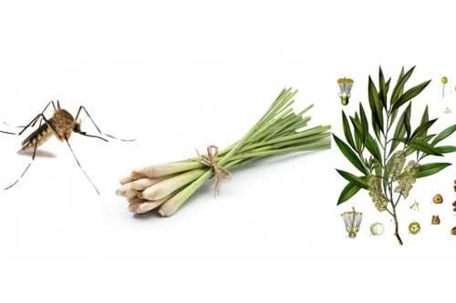 Mẹo đuổi muỗi trong mùa hè đơn giản, hiệu quả