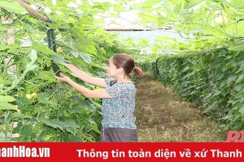 Hiệu quả từ trồng bí xanh tập trung tại xã Cẩm Quý
