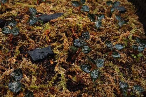 542 triệu đồng thực hiện đề tài Nghiên cứu nhân giống và thử nghiệm cây lan kim tuyến