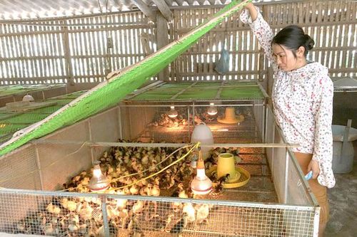 Trại vịt bạc tỷ dưới chân núi Cham Chu