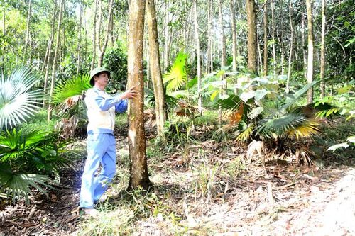 Chiêm Hóa phát triển rừng theo tiêu chuẩn FSC