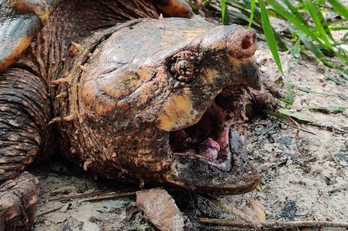 'Rùa khủng long' với bộ hàm quái dị sa bẫy ở Florida