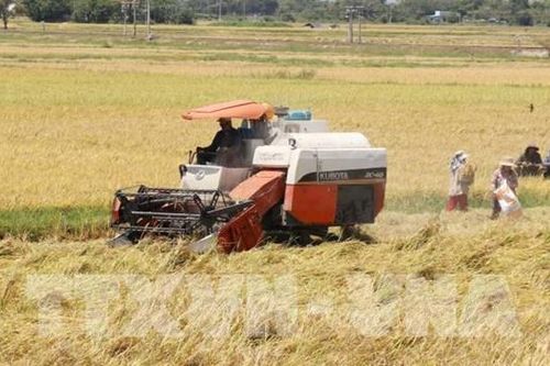 Giá lúa ở Trà Vinh tăng cao